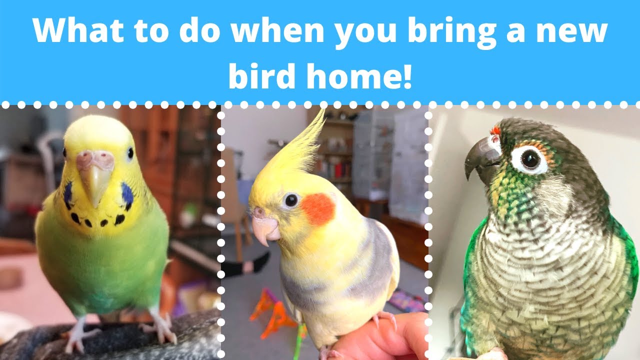 Что делать, когда вы принесли домой новую птицу! 🐣 | BirdNerdSophie