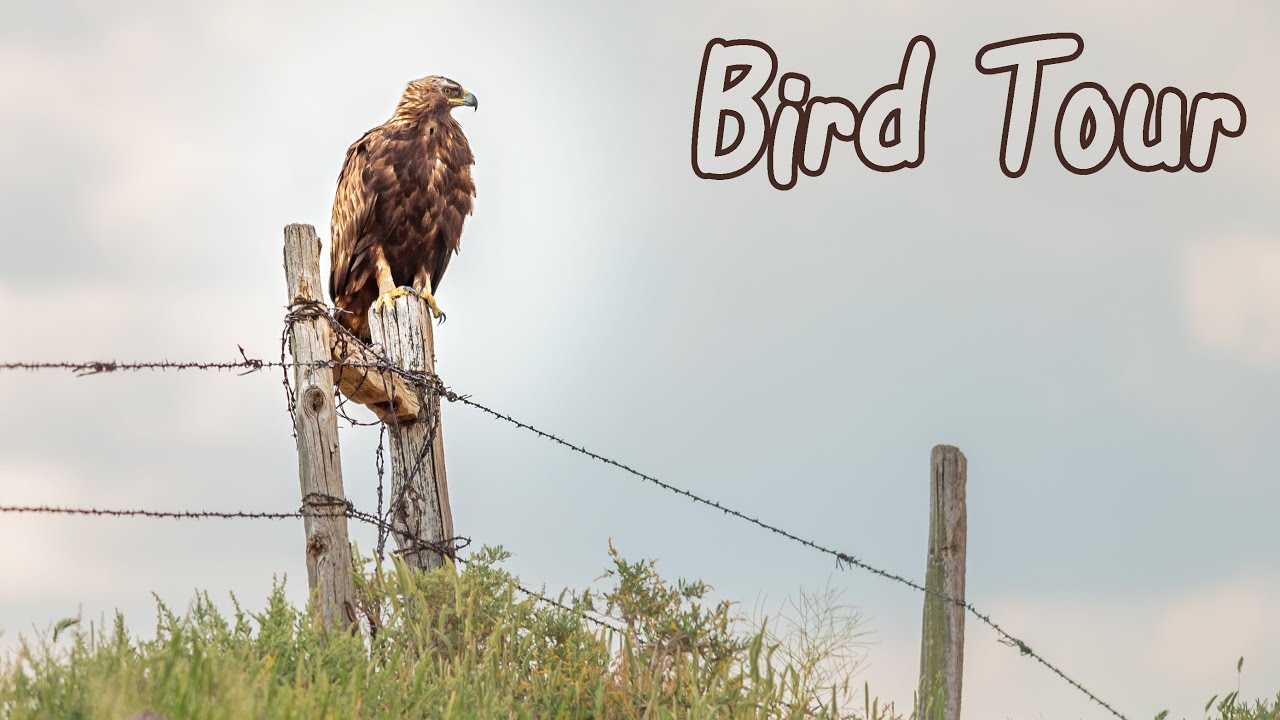 Pawnee National Grassland - Self Guided Birding Tour