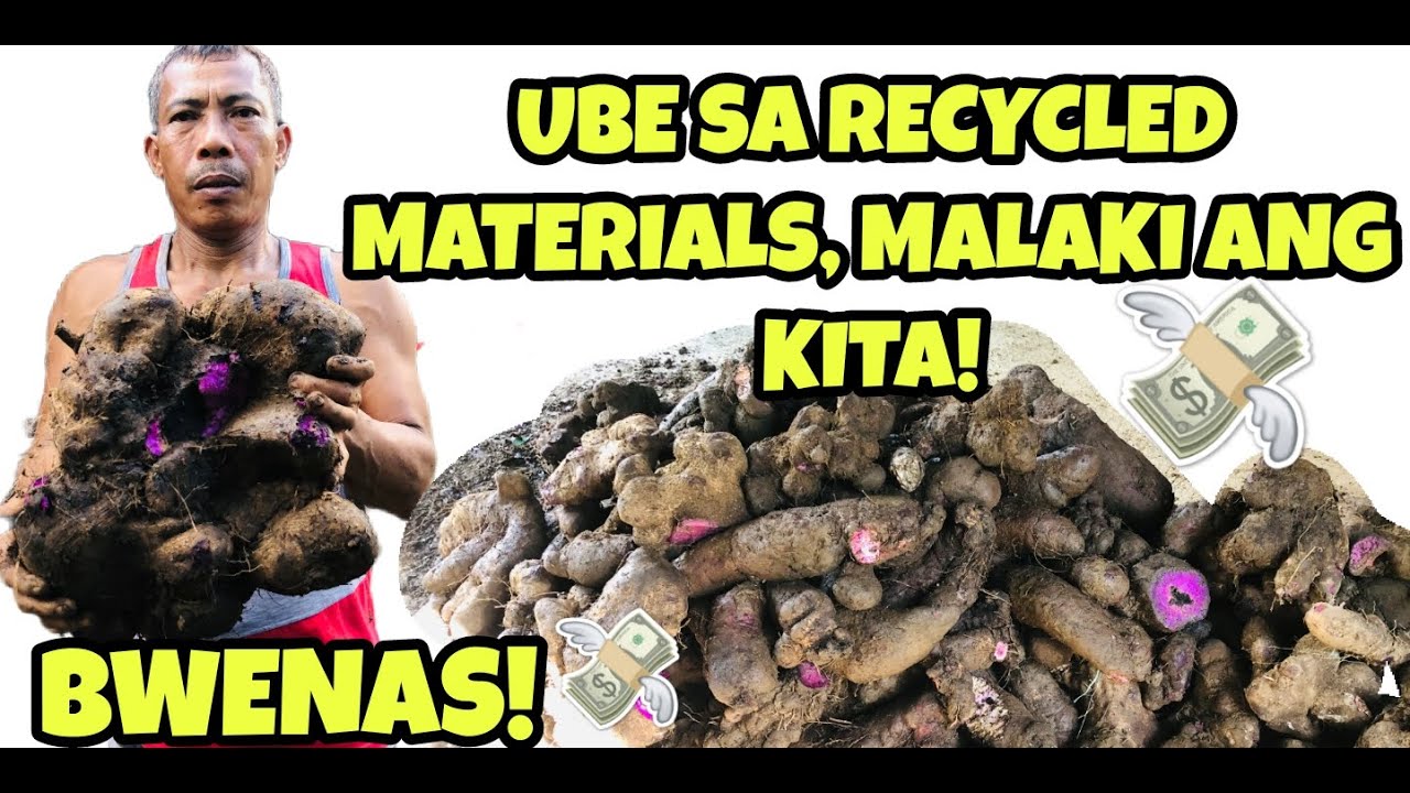 UBE:PAGKA ANI DERETSYO BENTA AGAD! | HUGE UBE (PURPLE YAM) | TRES PLANTERS