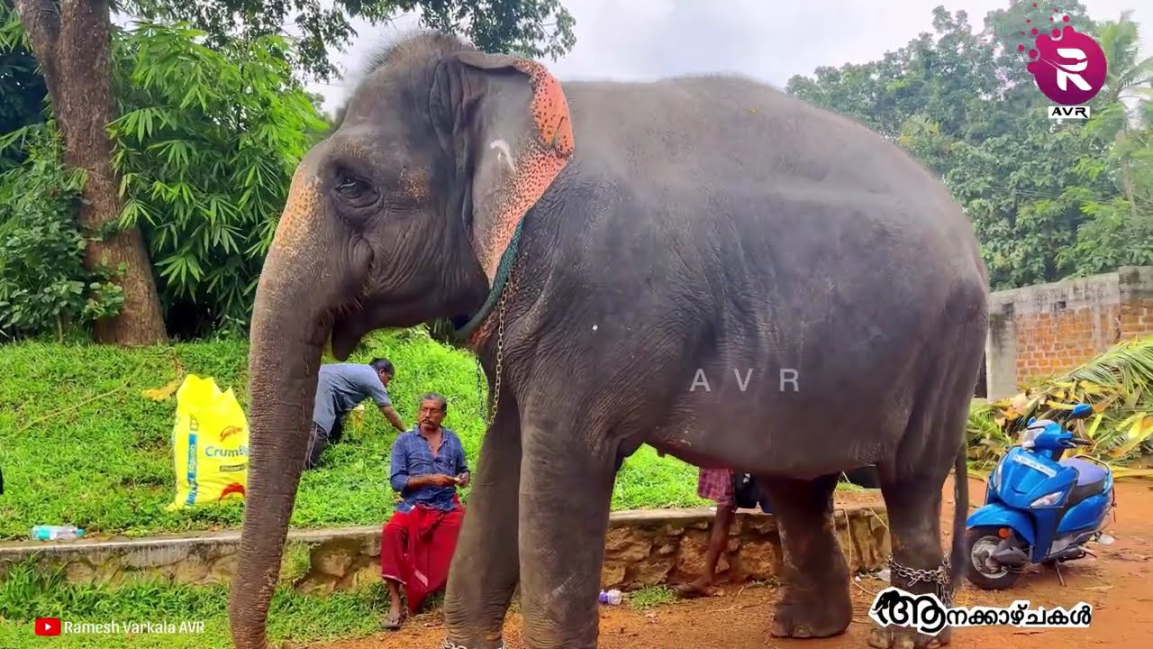 Kaveri Elephant Park (Anathavalam) | Puthenkulam | South Paravur | Kollam #aana #elephant #park