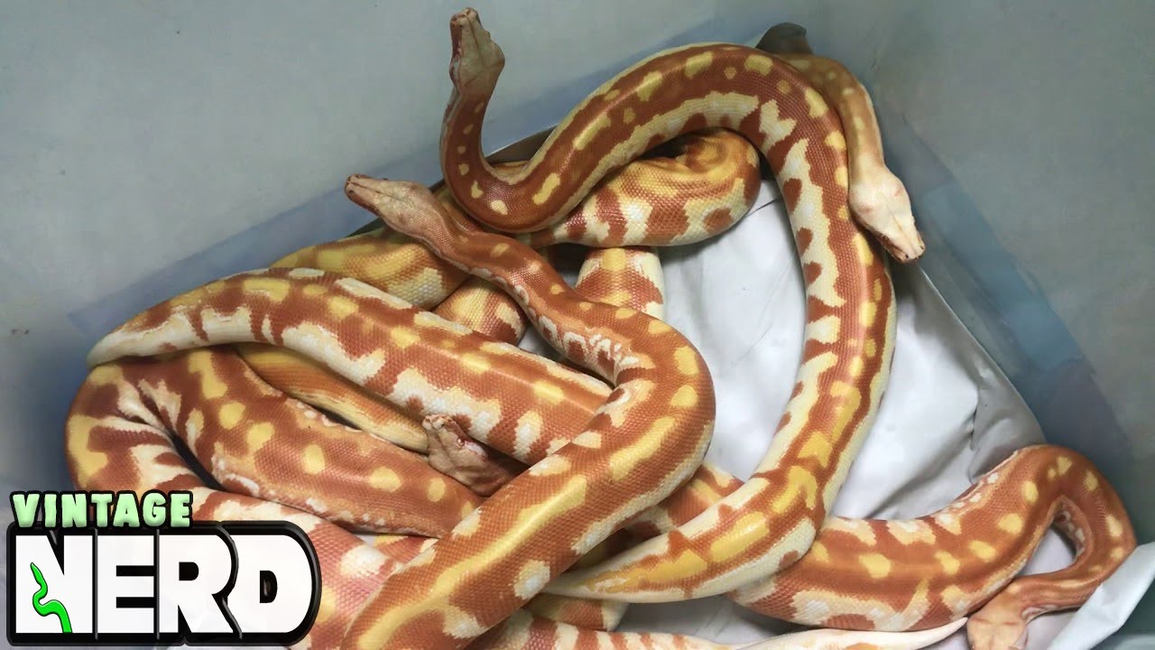 BLOOD PYTHONS ..... BLOOD THIRSTY? Let's look at reality and find out!