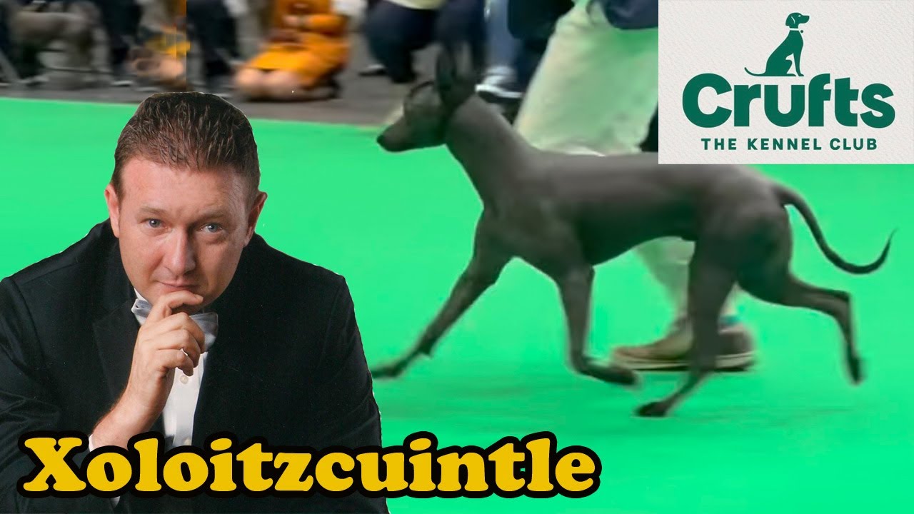 Crufts 2022 Razas Importadas incluyendo al Xoloitzcuintle