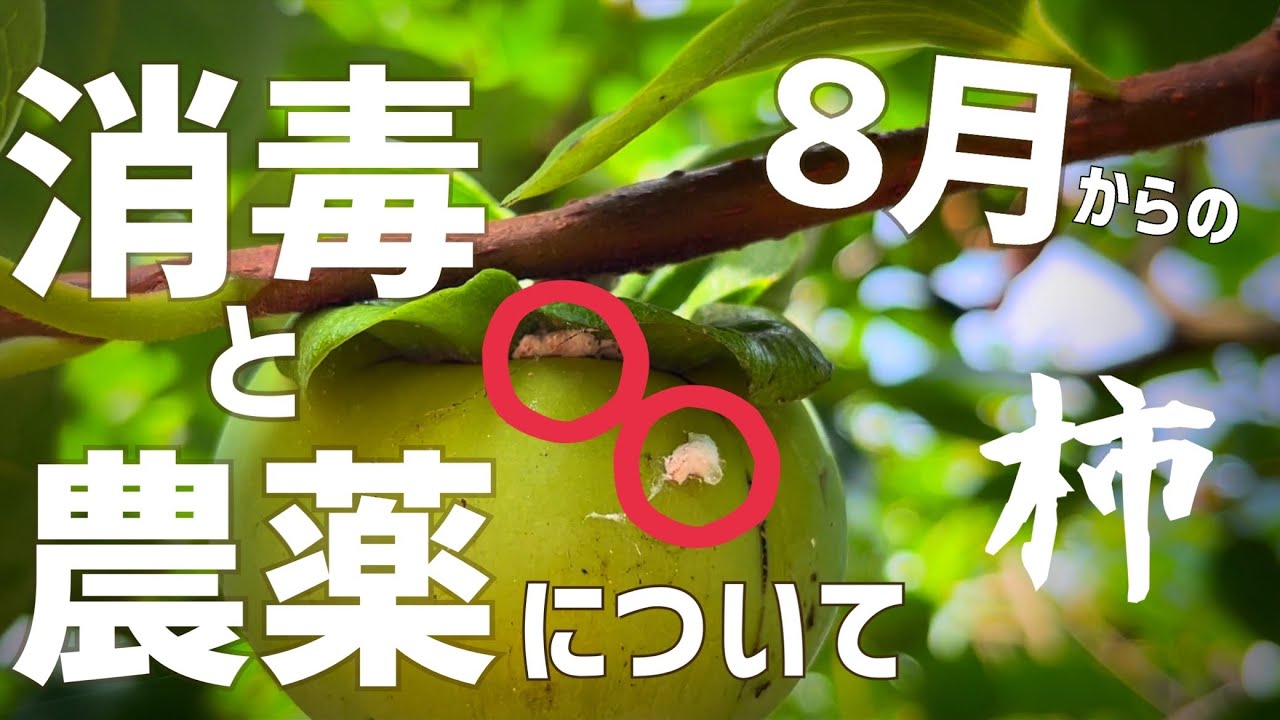 これからの柿の消毒と農薬について