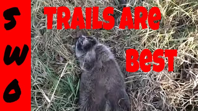 Trapping Raccoons in Trails