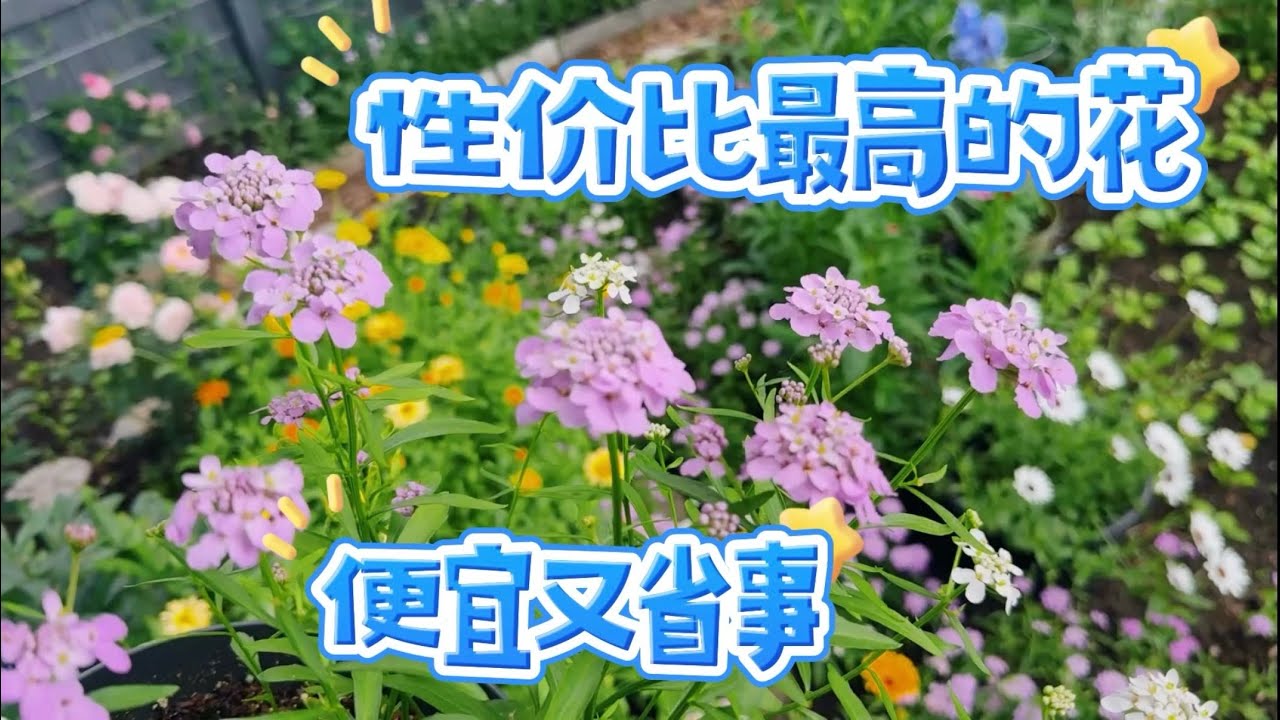 紫罗兰、麦秆菊、百日草、甜豌豆、屈曲花，全部开花了。