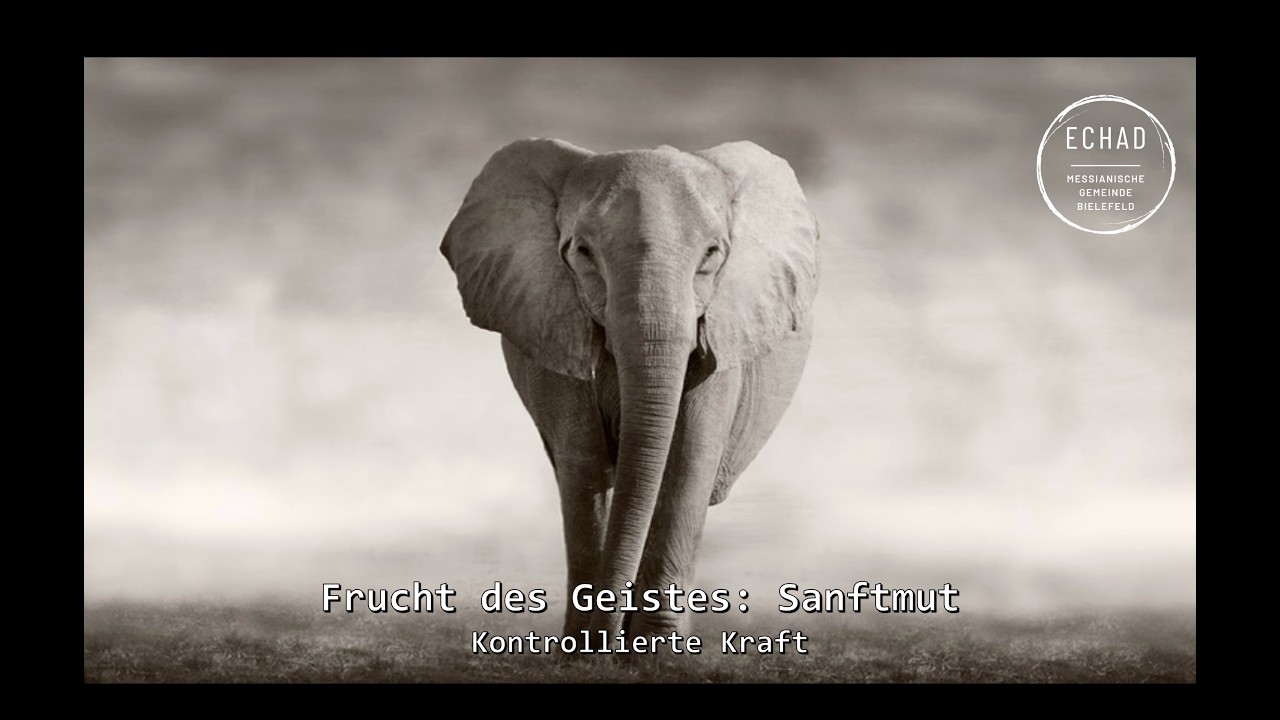 Frucht des Geistes: Sanftmut - Kontrollierte Kraft