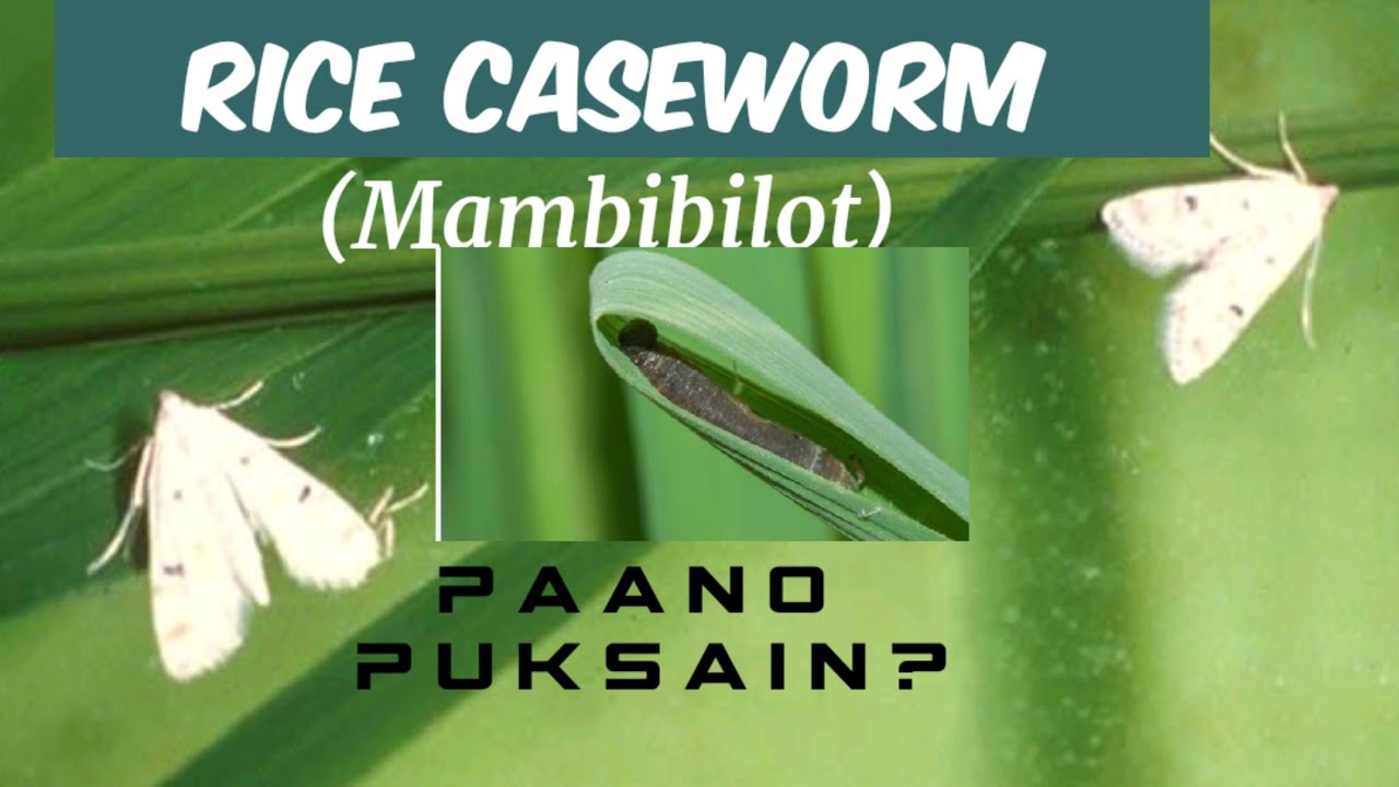Paano puksain ang Mambibilot o Rice Caseworm