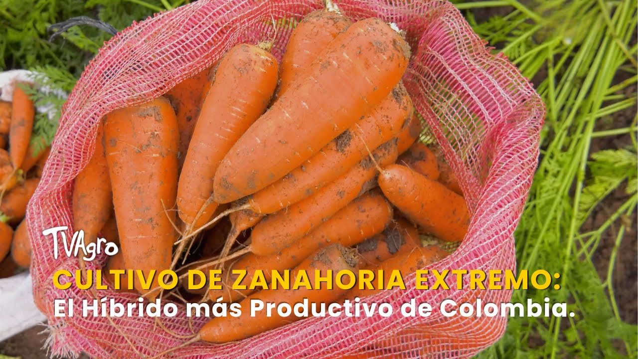 Cultivo de Zanahoria Extremo: El Híbrido más Productivo de Colombia - TvAgro por Juan Gonzalo Angel