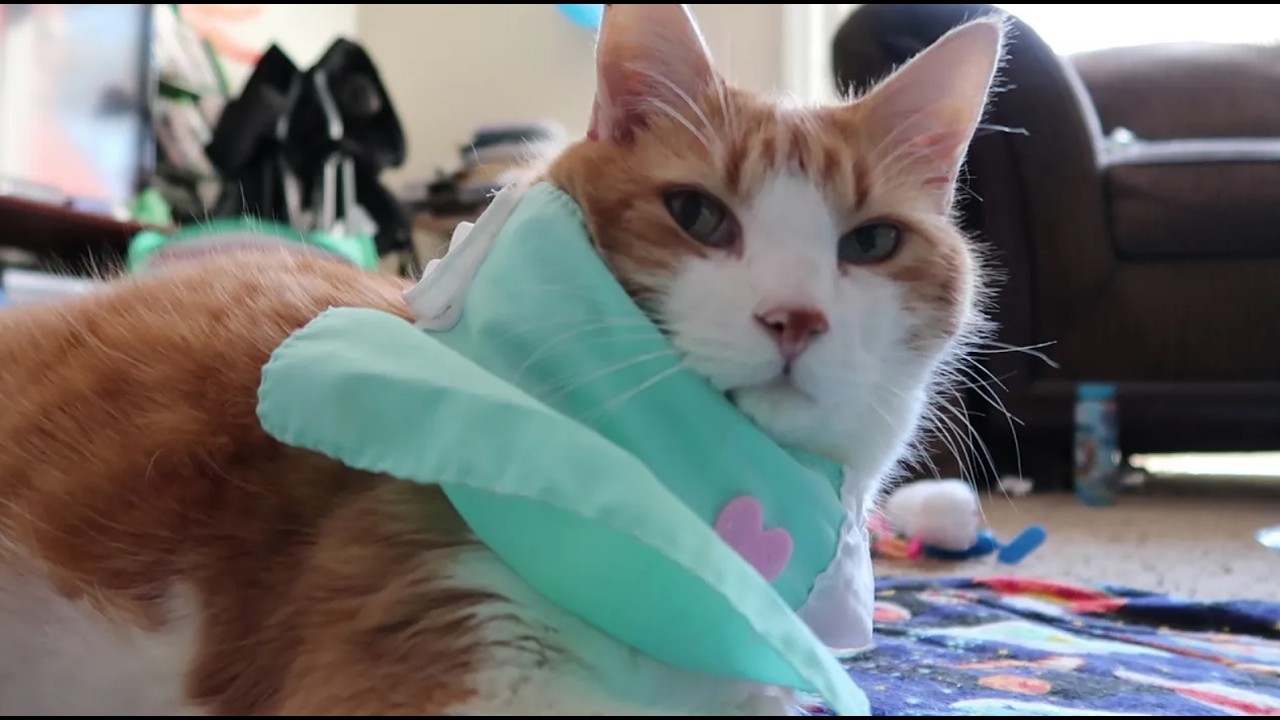 Dr  Cat Does A Head Transplant