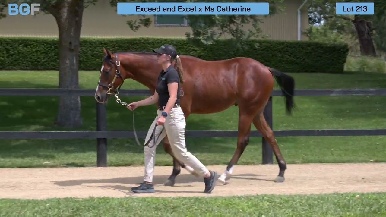 Lot 213 - Exceed & Excel x Ms Catherine colt - 2026 Inglis Premier Yearling Sale 