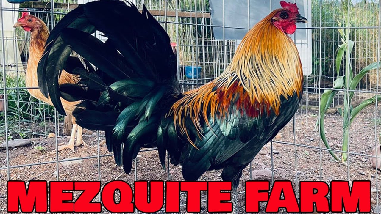 Beautiful Birds Pablo Lopez Mezquite Farm