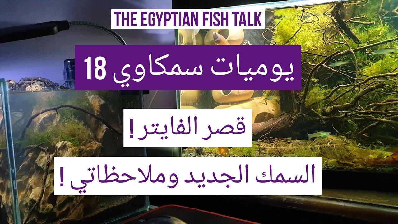 يوميات سمكاوي 18 - قصر الفايتر ! - السمك الجديد وملاحظاتي !