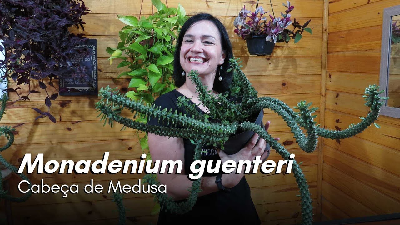 MONADENIUM GUENTERI - A suculenta Cabeça de Medusa!