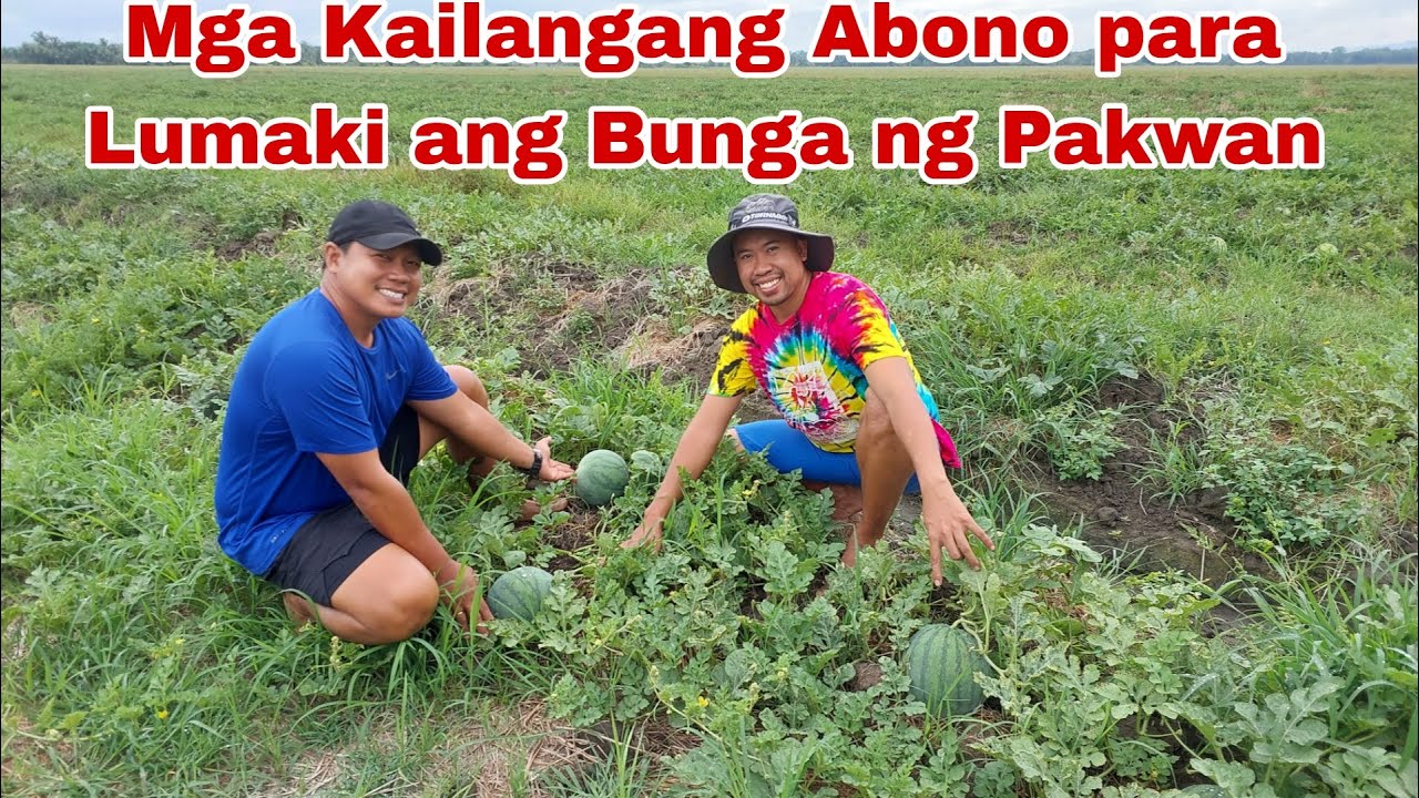 Day 47- Abono na Gamit para Lumaki ang Bunga ng Pakwan / Watermelon