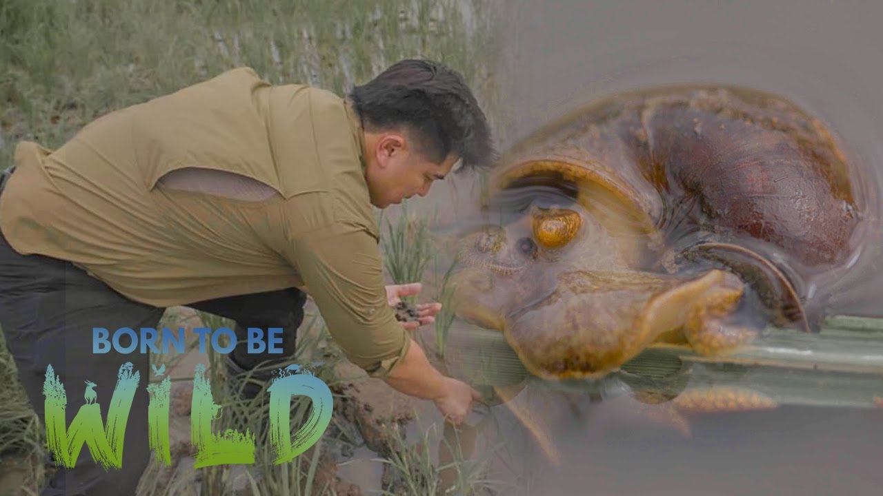 Chinese softshell turtle eats the golden snail in Quezon | Born to be Wild
