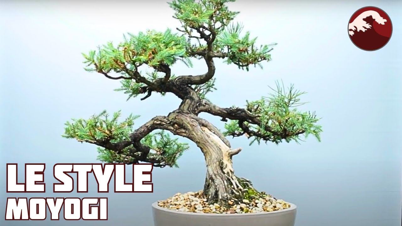 STYLE MOYOGI ou DROIT INFORMEL 🌱 NEJIKAN BONSAI 🌱