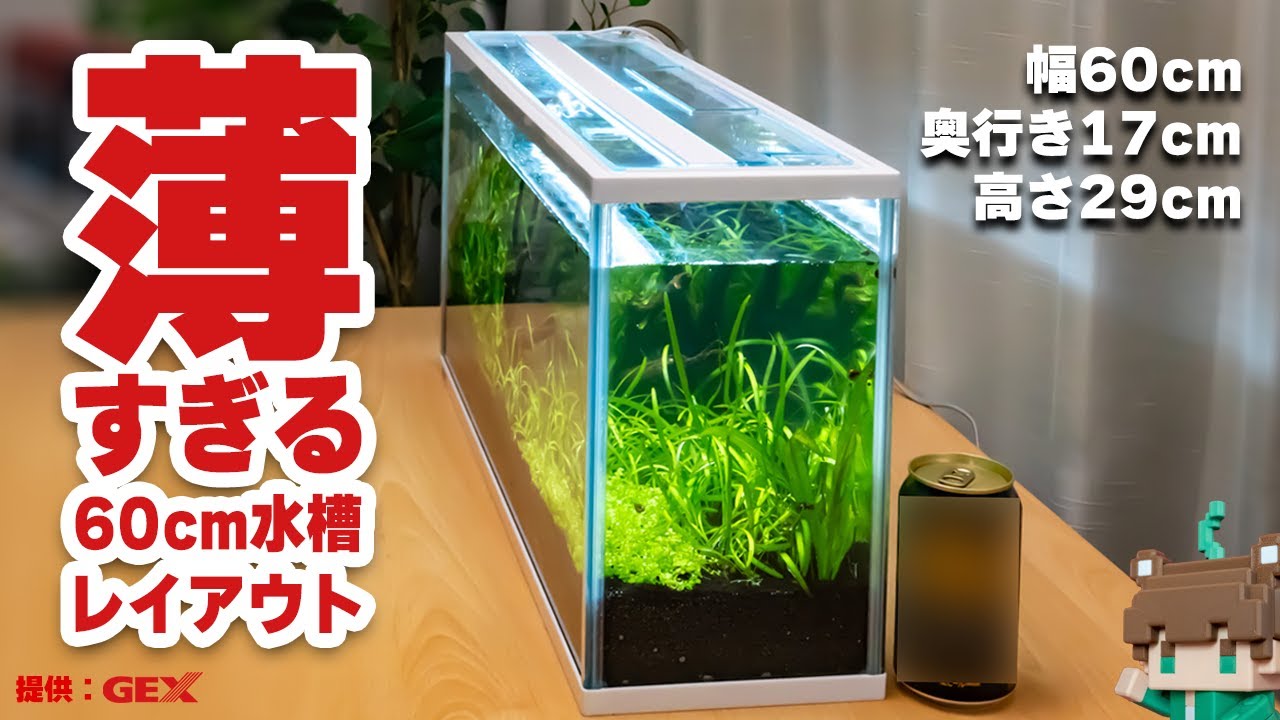 【2025最新製品】薄すぎ！でも幅60cmの立派な水槽GEXスリムアクア600Sはレイアウト上級者向けスリム水槽【ビバアクア】#アクアリウム #熱帯魚