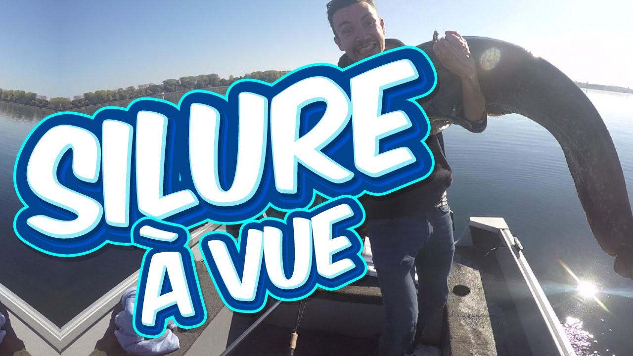 PECHE D'UN SILURE - À vue et au leurre dans le Rhin