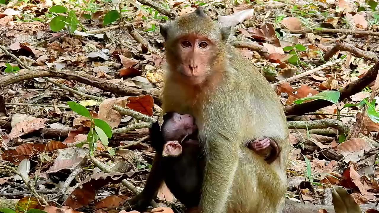 Monkey Grab In Cambodia Good All Monkeys In Khmer #202
