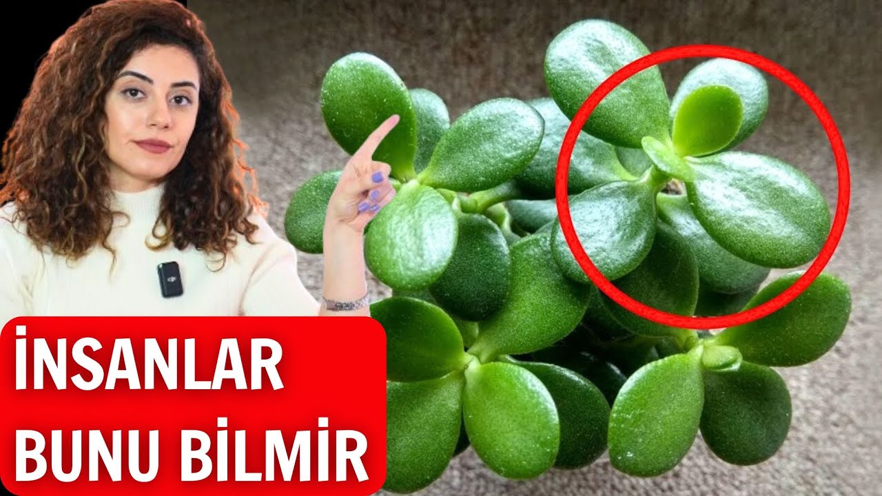 Bu bitki hamının evində var - Amma Faydasını 90% İnsan Bilmir