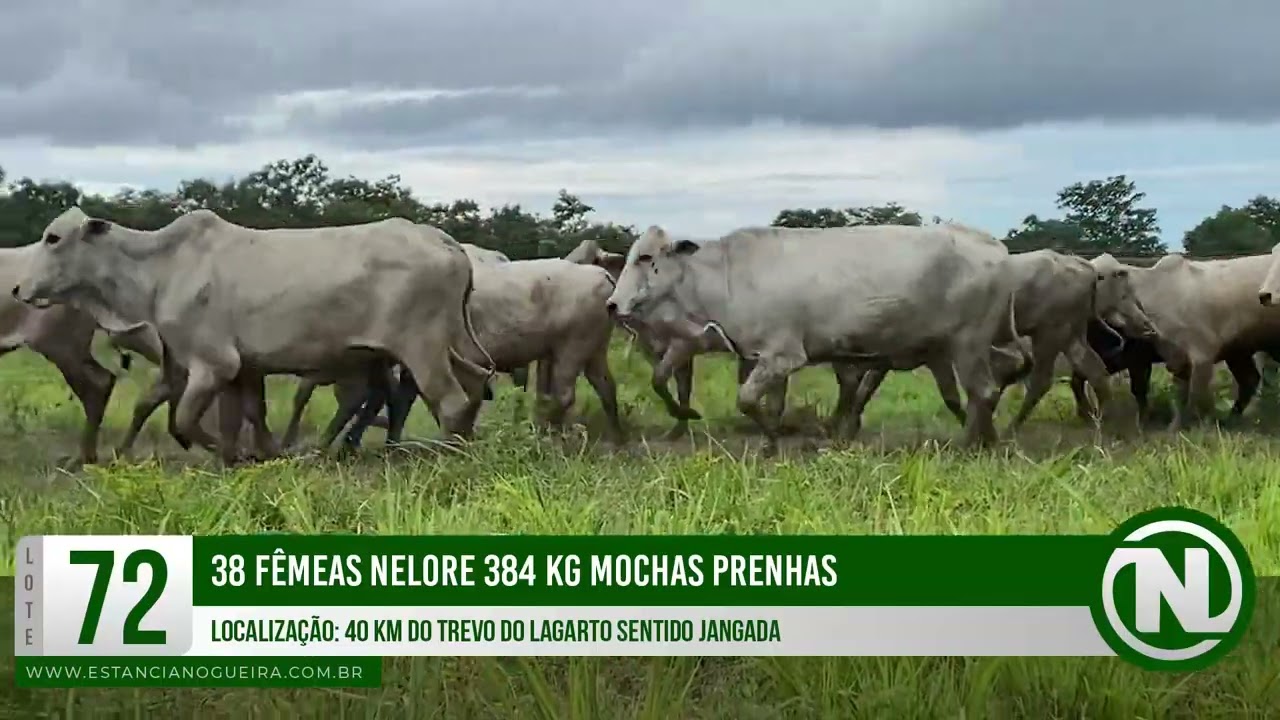 LOTE 72 - 38 FÊMEAS NELORE 384 KG MOCHAS PRENHAS
