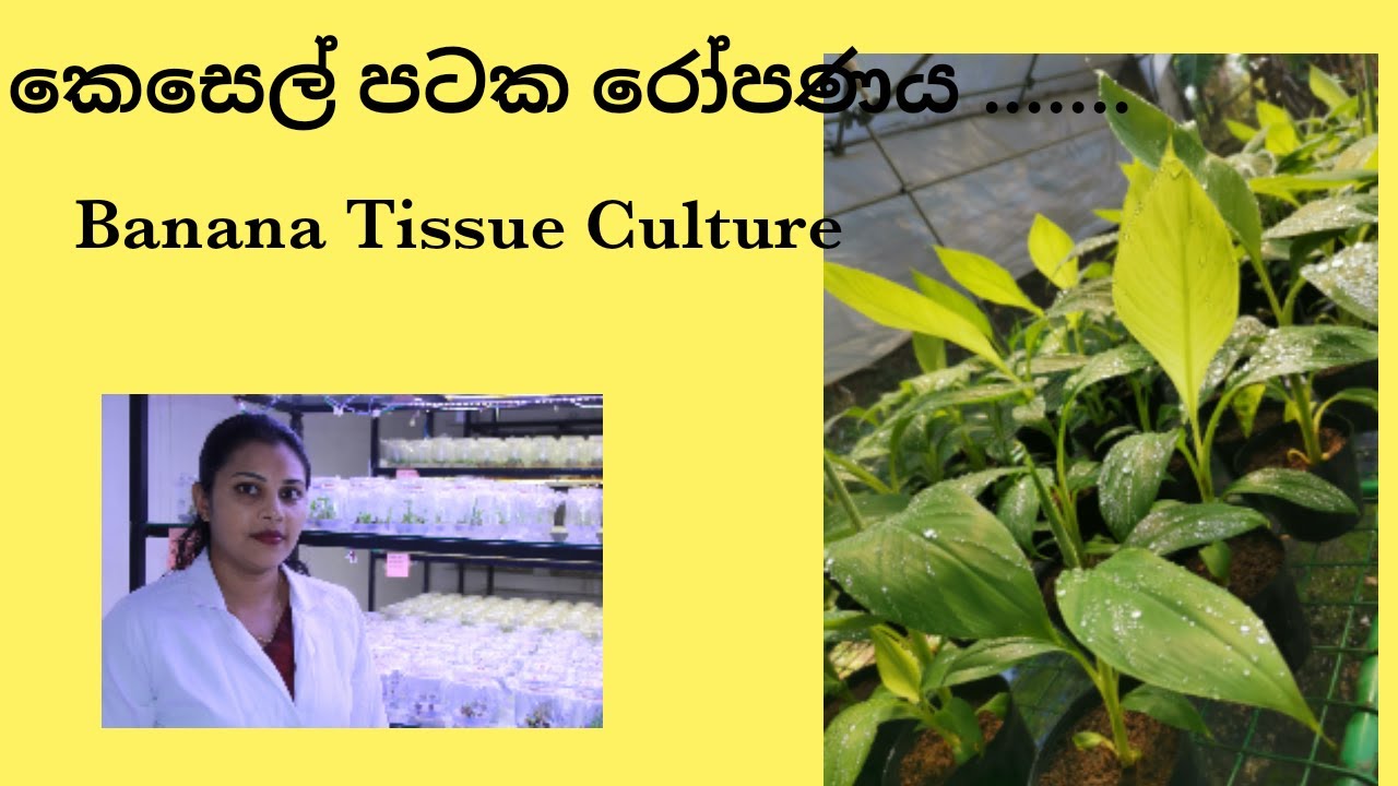 Banana Tissue Culture  කෙසෙල් පටක රෝපණය