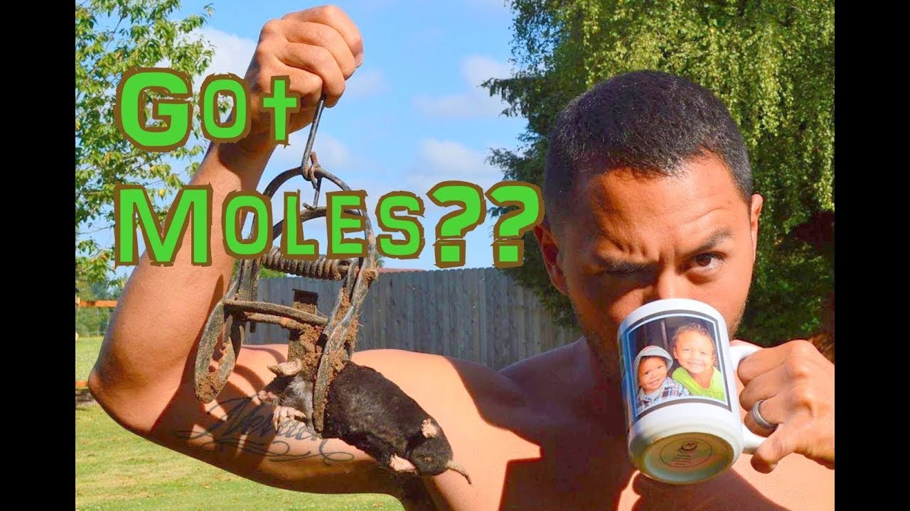 How To Trap A Mole - GUARANTEED To Work!!!