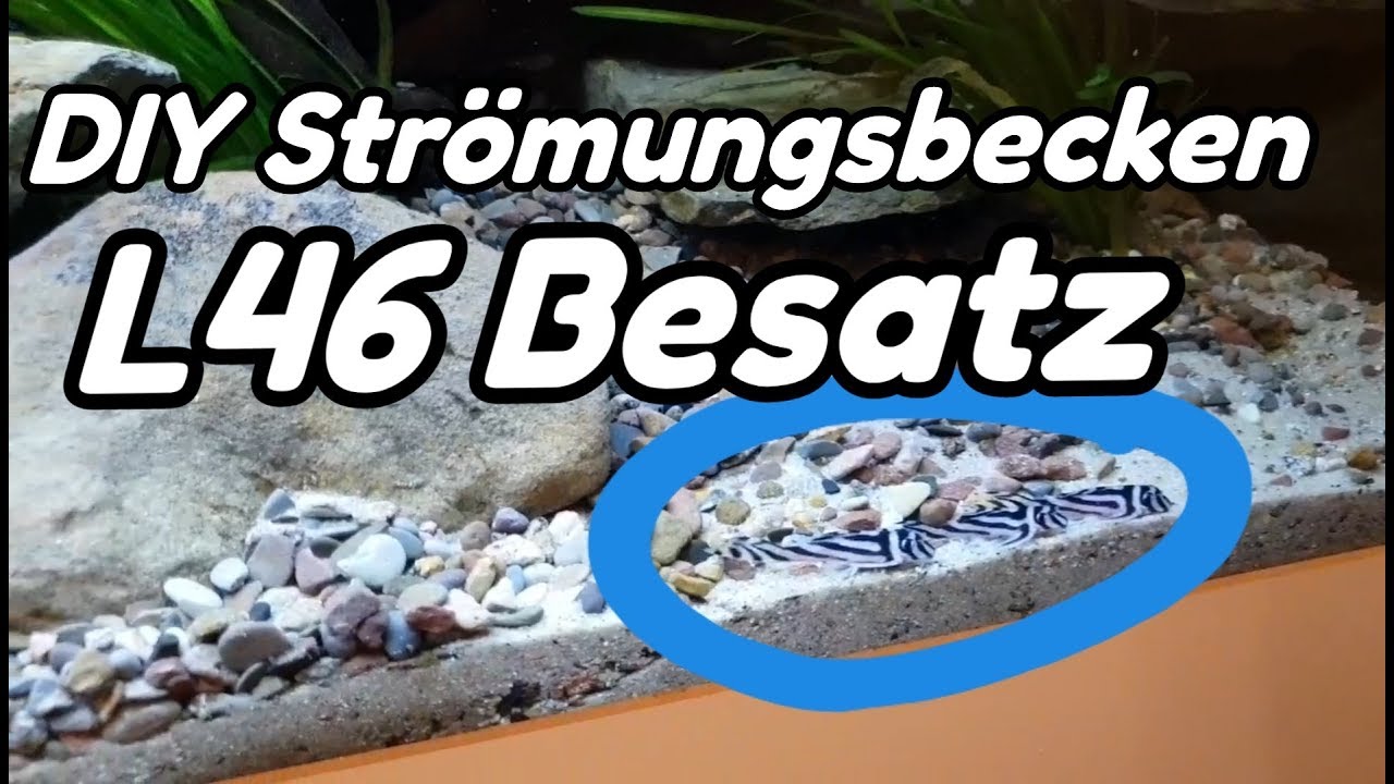 DIY Str&ouml;mungsbecken - L46 Besatz (#9)