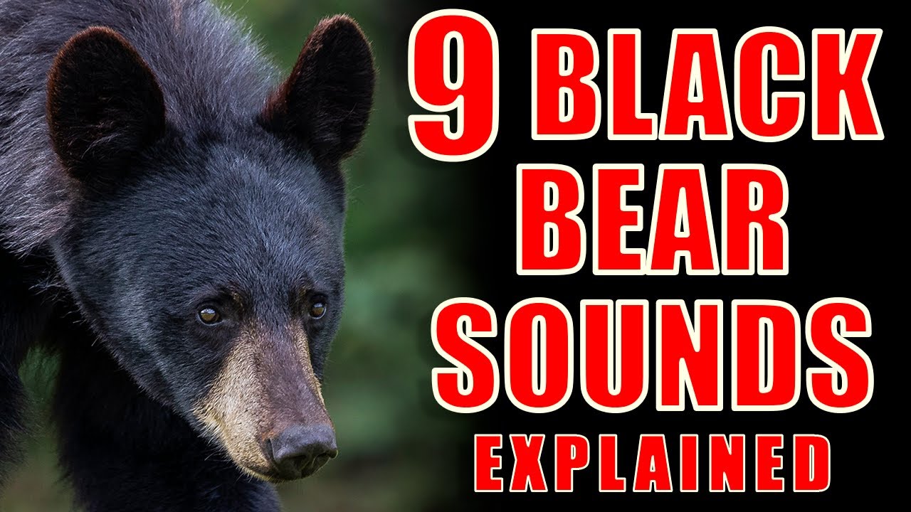9 Common Bear Sounds Explained: Black Bear Communication