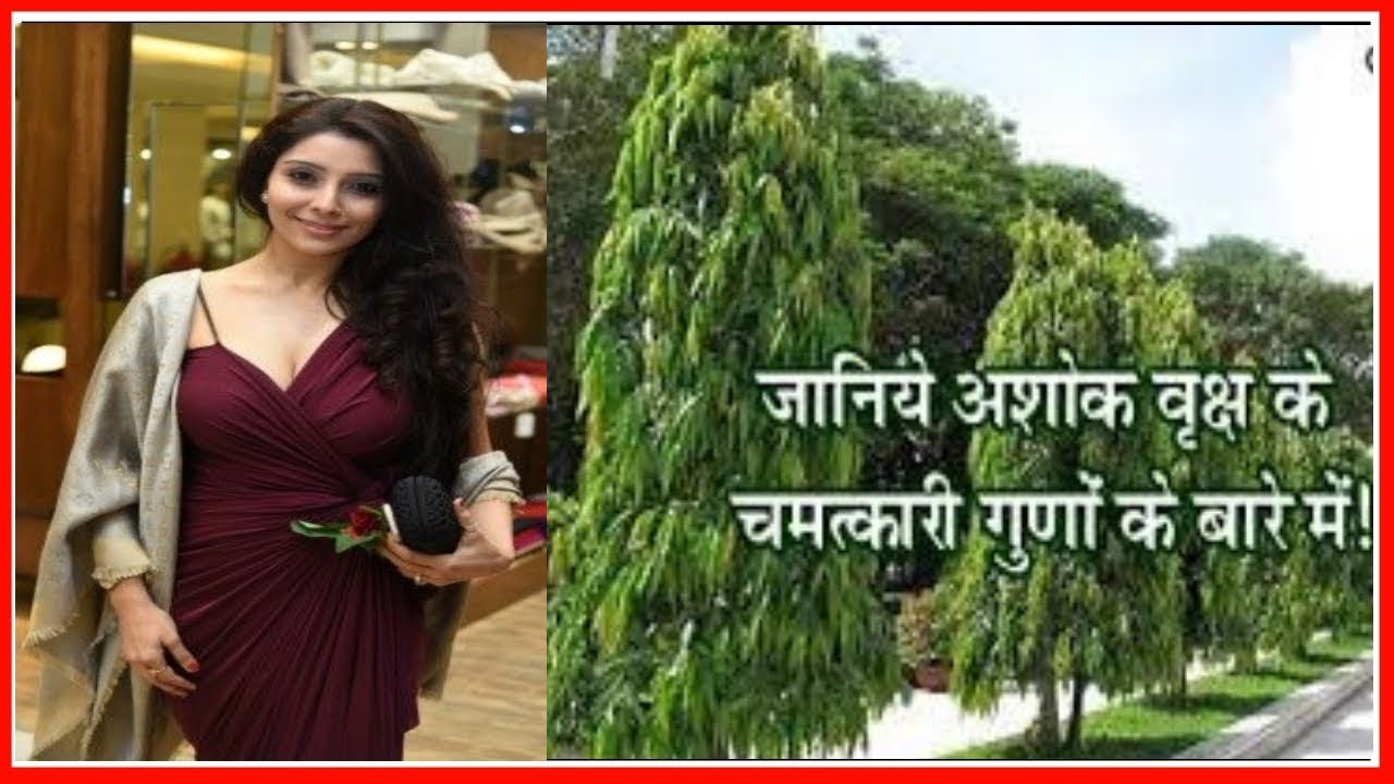 मनोकामना पूर्ति और धन-संपत्ति के लिए अशोक के पेड़ के सबसे अनसुने और असरदार उपाय;Ashoka tree benifits