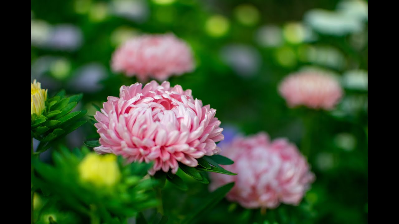 China Aster (Callistephus chinensis)