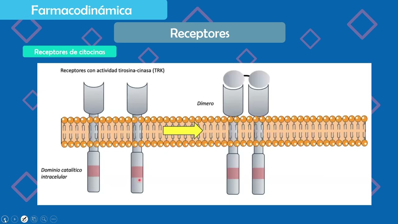 Presentación de PowerPoint   Introducción a Farmacología 2026 02 12 21 07 09