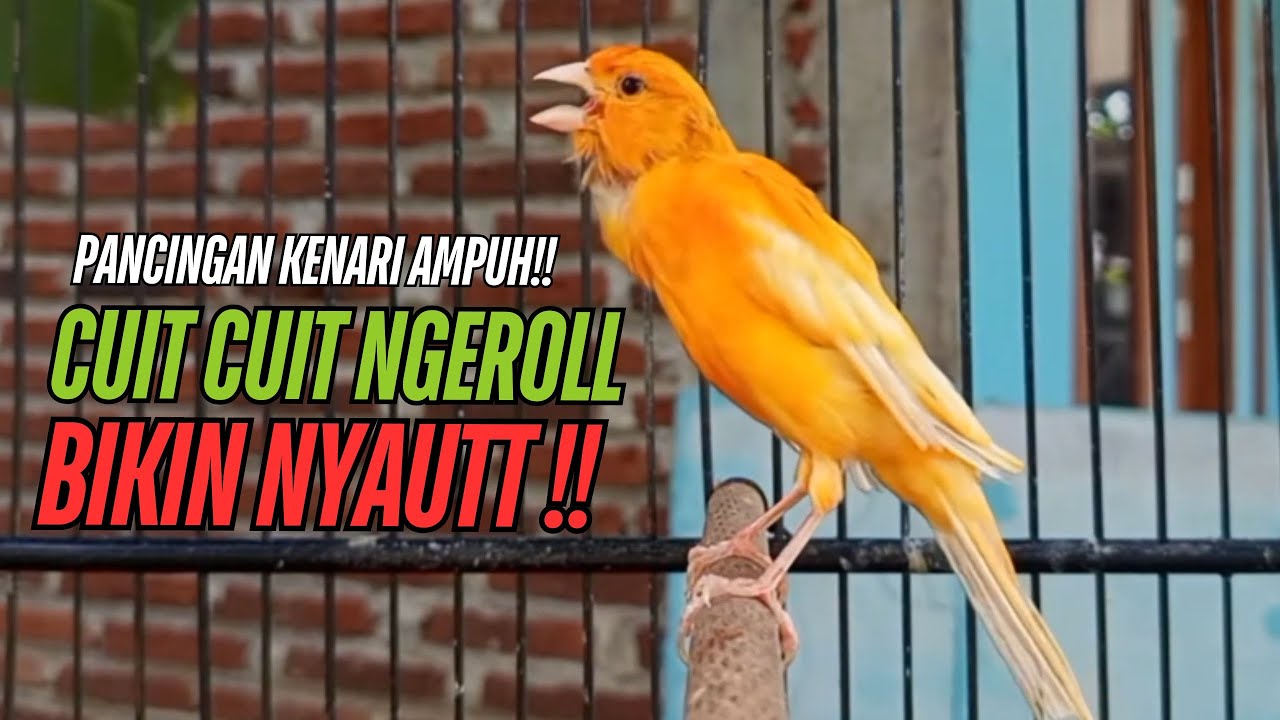 SUARA Kenari GACOR PANJANG Pancingan & masteran Kenari Paud AGAR gacor AMPUH Kenari MACET bunyii