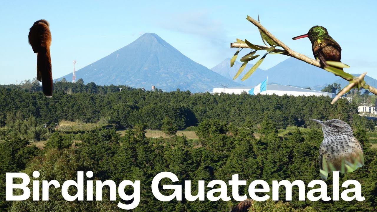 Birding Fraijanes Guatemala