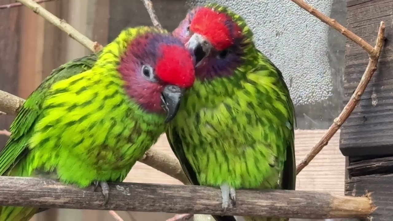 Goldie’s Lorikeets 2025