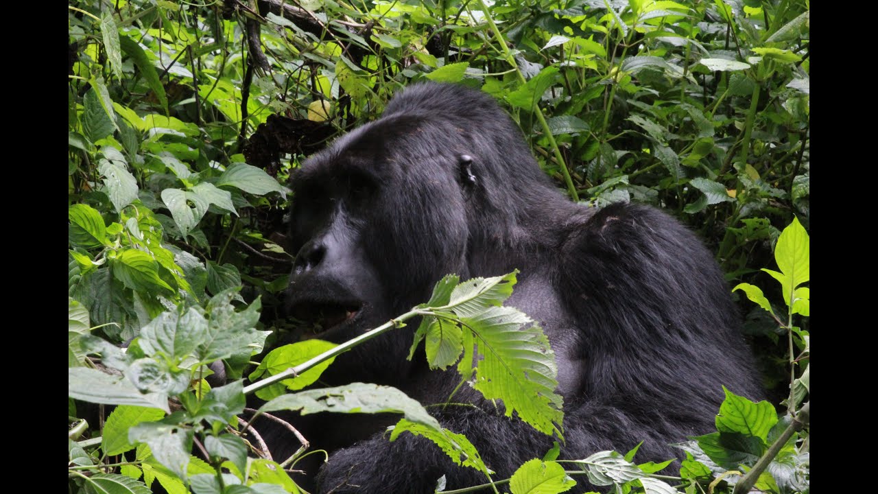 A Taste of Uganda's Most Preferred Touristic Destinations