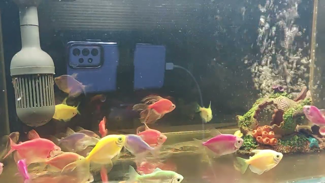 Relaxing Aquarium Fish Tank Sounds no music