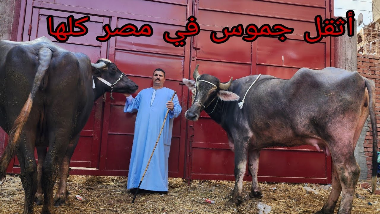 الإمبراطور جايب أثقل جموس والد في مصر اوزان فوق ال 1000 كيلو إيطالي بيور ومنوفي/01022133416