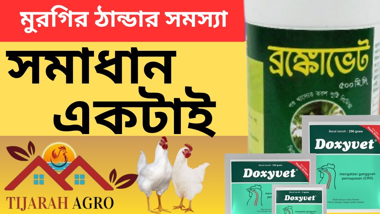 ব্রয়লার মুরগির ঠান্ডা ও জড়িত সমস্যা সমাধান | কোন ওষুধ খাওয়ালে মুরগি দ্রুত ভালো হবে |