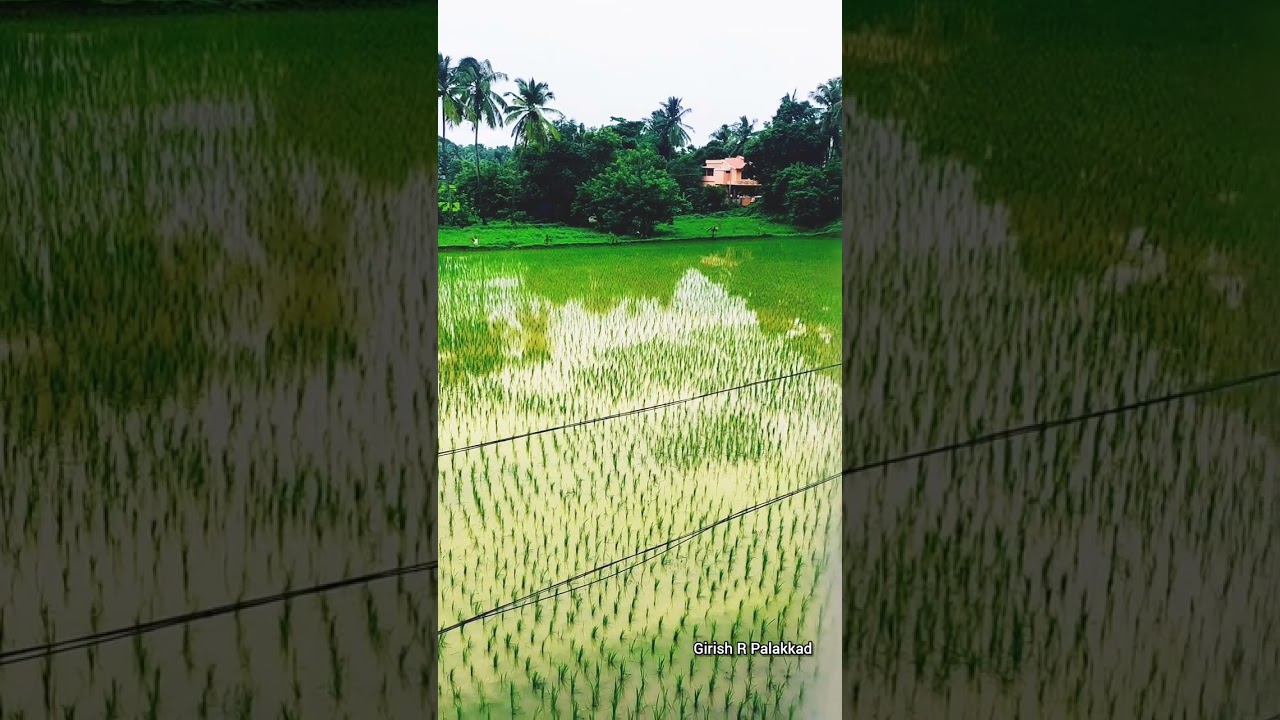#Green Paddy#Beauty Palakkad# Palakkadan Beauty#Nature Green#Palakkad#Kallepully#Malampuzharoad