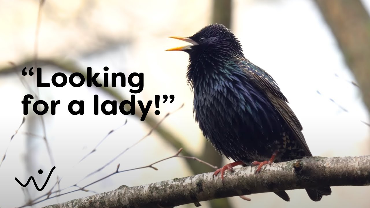 Starling Birdsong in Spring - Relaxing Nature Sounds for Meditation, Study & Peaceful Ambience 🕊️