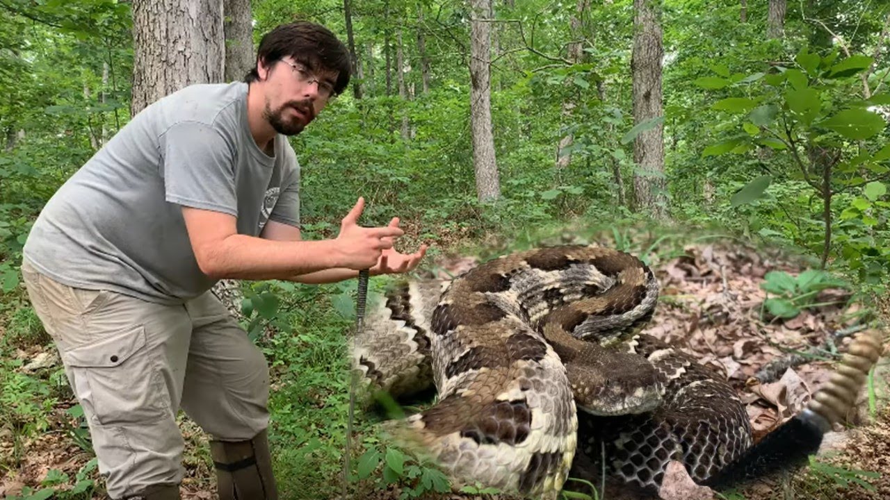 The Timber Rattlesnake is NOT Aggressive!