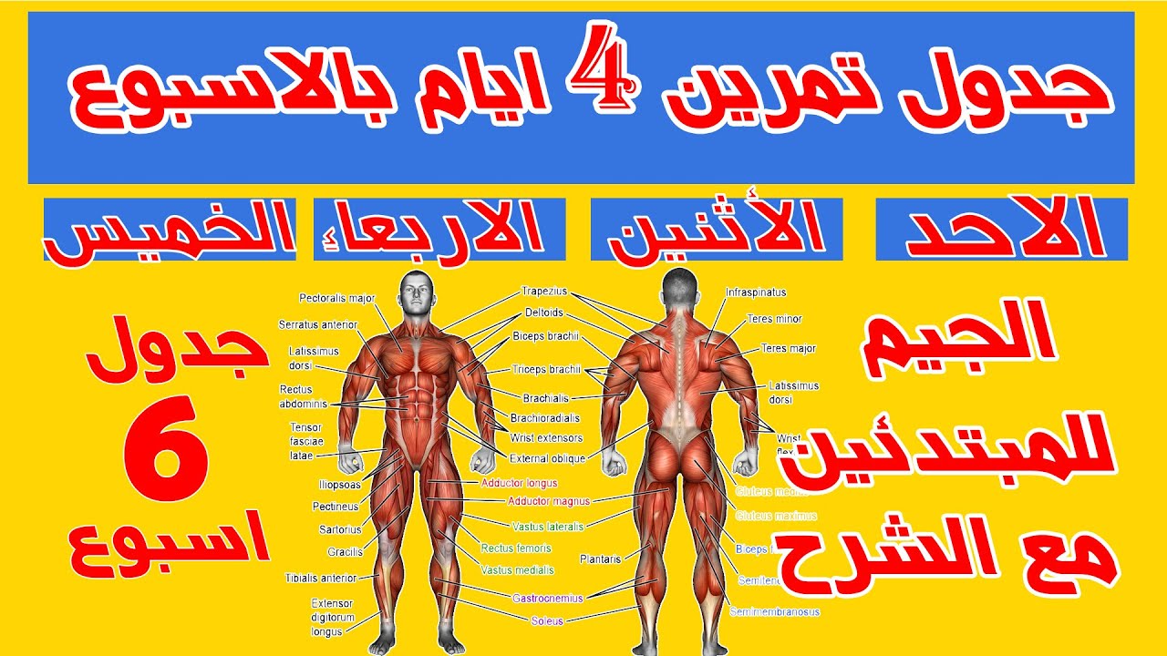 تمارين الجيم للمبتدئين بالترتيب جدول تمارين 6 اسابيع في الجيم تمارين كمال الاجسام للمبتدئين جيم Gym