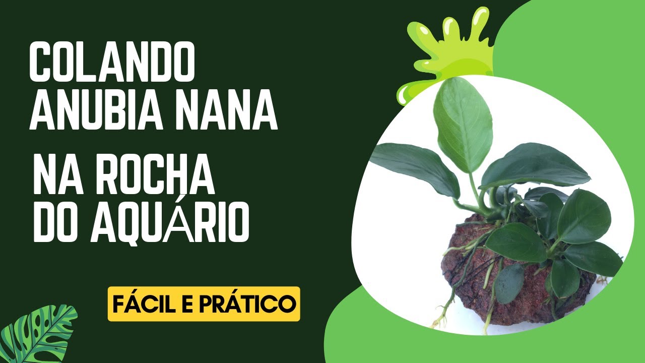 Colando anubia nana em rochas do aquário!!!