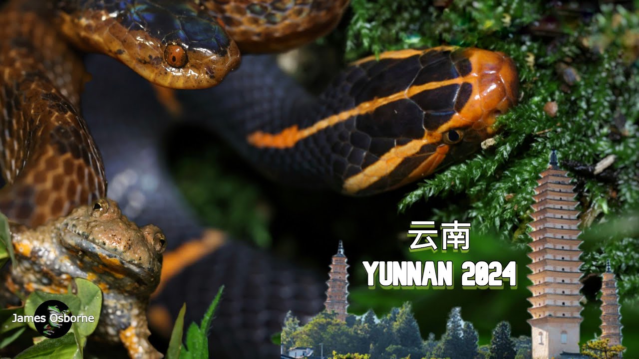 Herping Yunnan 雲南 2024 - Fea's Viper 黑頭蝰