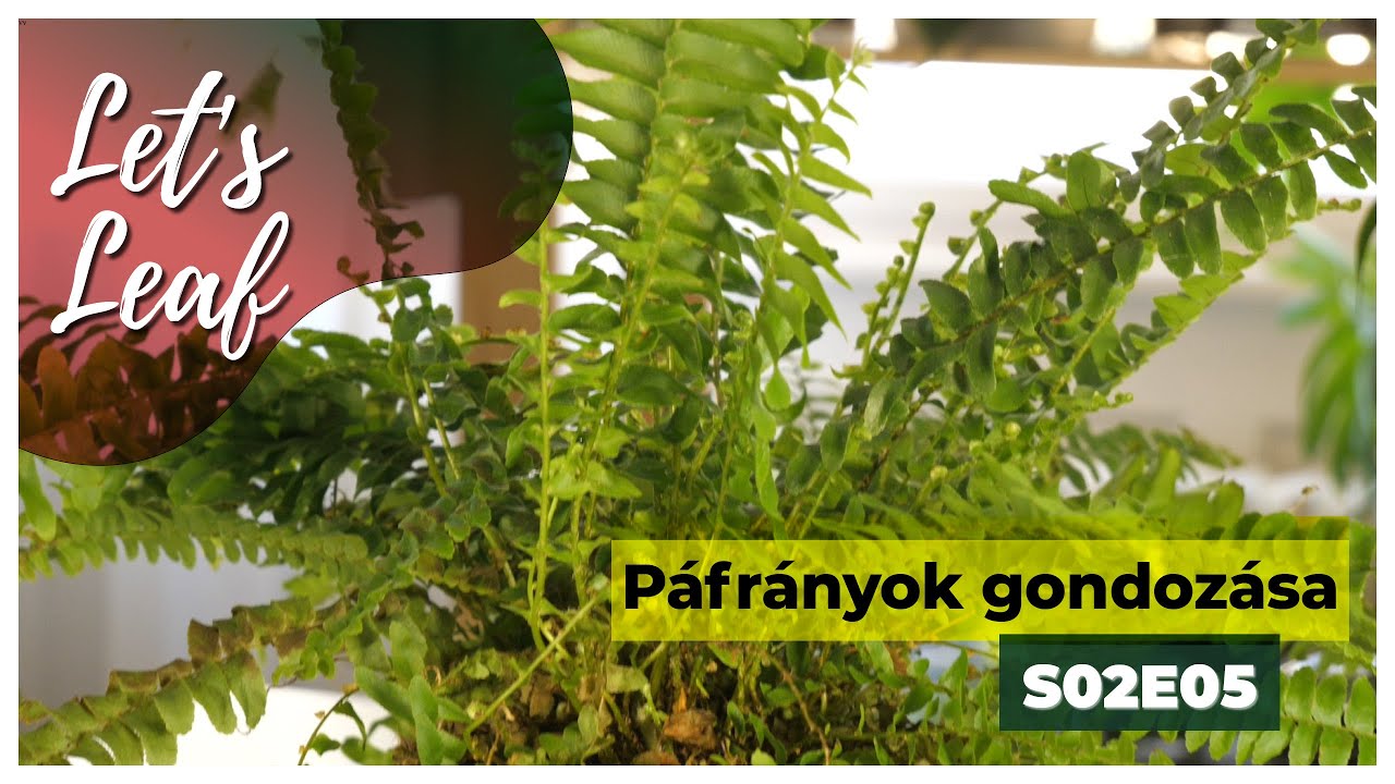 Páfrányok gondozása | #LetsLeaf