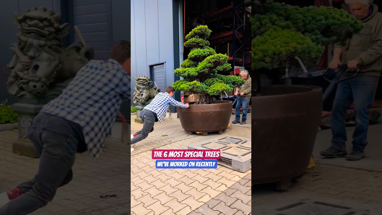 The most special bonsai trees we've worked on recently (Part 1). #bonsai #tree #transformation