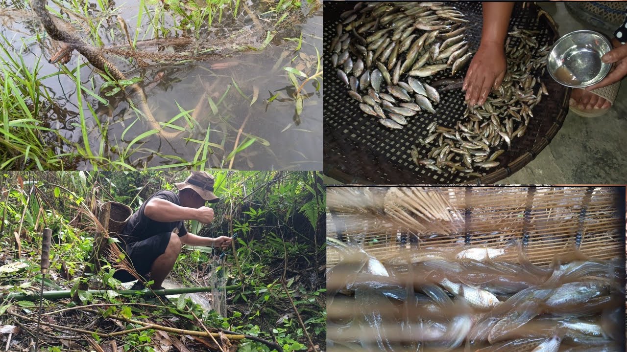 Eigi nga huranba jiba dao fare siraga leirame / Bamboo basket fishing,Rainy season drainage fishing