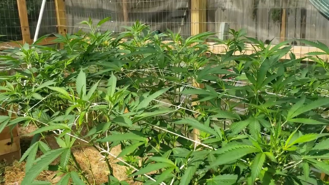 Pamir Gold Update 7/6/23