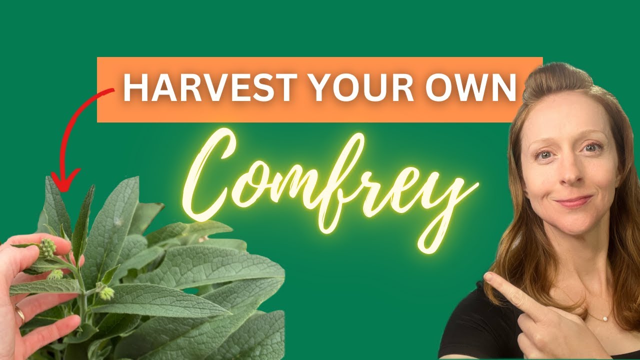 Your Quick and Easy Guide to Harvesting Comfrey Leaves